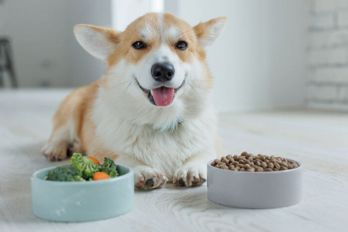 Alimentation du Corgi