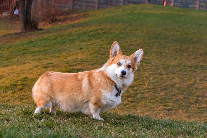 Comportement et caractère du Corgi