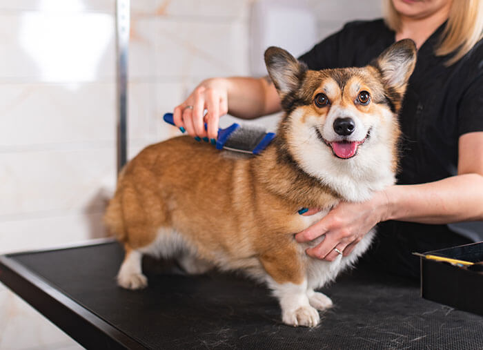 Entretien et toilettage du Corgi