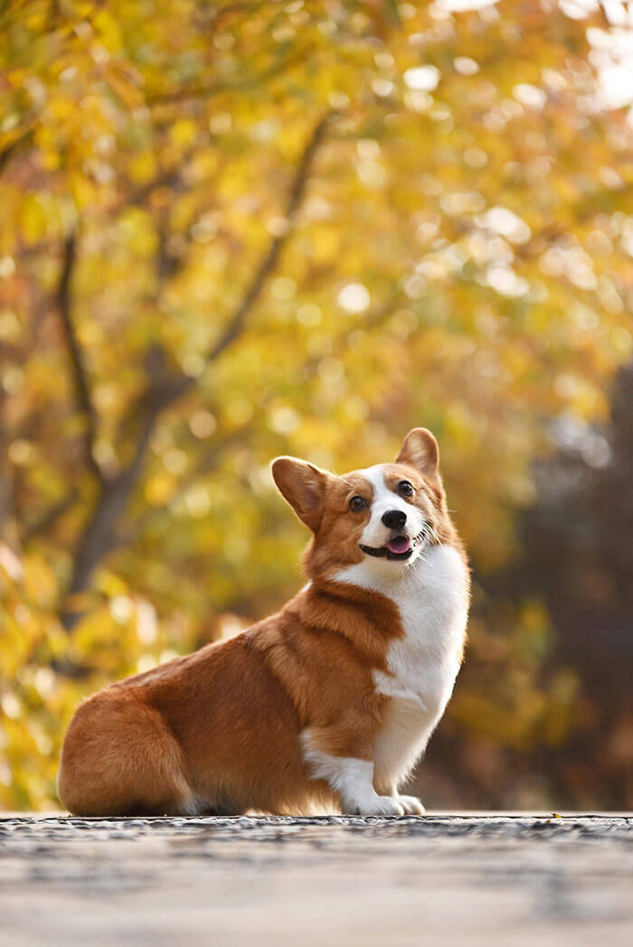 Le corgi