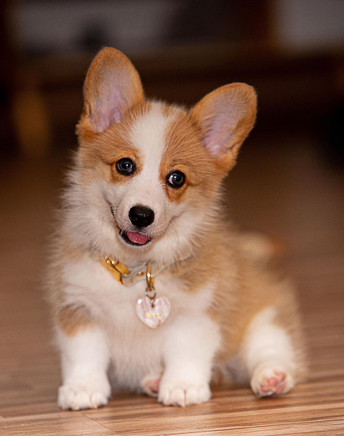Corgi - chiot