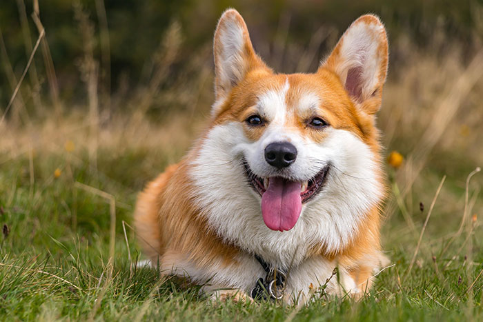 Corgi - couché dans l'herbe