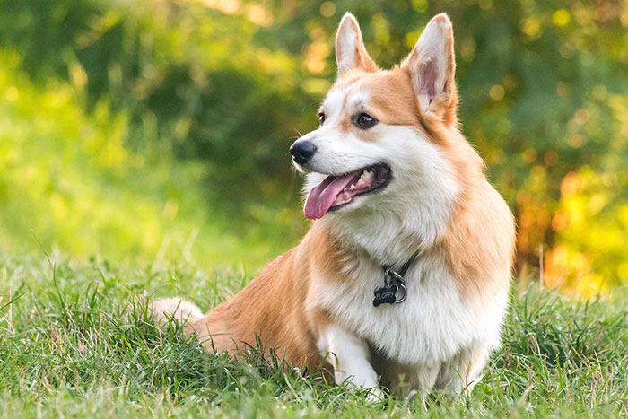 Corgi - curieux
