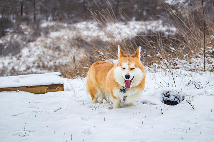 Corgi - Dans la neige